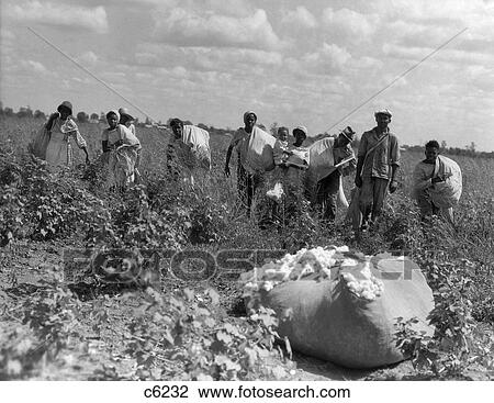 1930S Group Of African American Workers With Bags Of Cotton In Field Louisiana Outdoor View Large Photo Image Stock Image - 1930S Group Of African American Workers With Bags Of Cotton In Field Louisiana Outdoor . Fotosearch