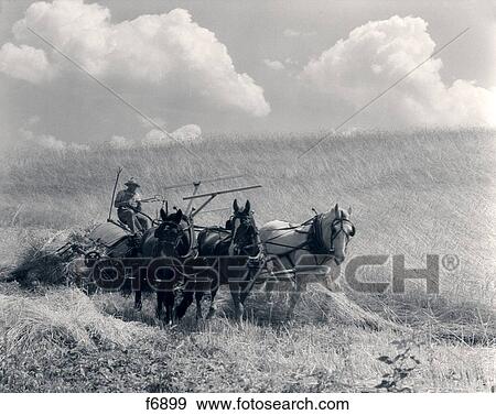 1930S Horse-Drawn Wheat Harvesting View Large Photo Image Stock Photo - 1930S Horse-Drawn Wheat Harvesting . Fotosearch