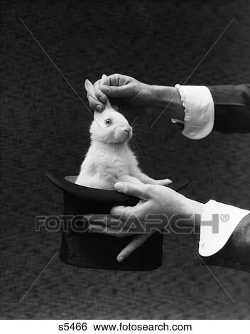 1930S Magician Hands Pulling Rabbit Out Of Hat Surprise Magic Entertain Illusion Trick White Rabbit Top Hat Sleight Of Hand 8 View Large Photo Image Stock Photograph - 1930S Magician Hands Pulling Rabbit Out Of Hat Surprise Magic Entertain Illusion Trick White Rabbit Top Hat Sleight Of Hand 8. Fotosearch