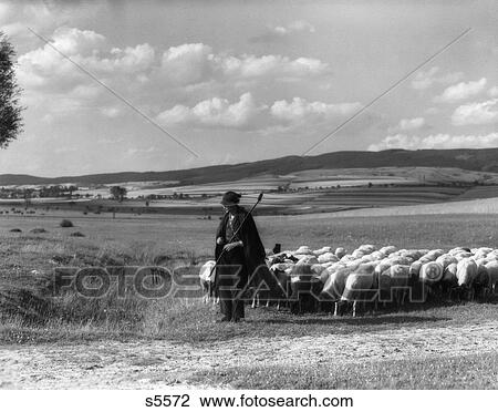1930S Shepherd Leading Flock Of Sheep Through German Countryside View Large Photo Image Stock Image - 1930S Shepherd Leading Flock Of Sheep Through German Countryside . Fotosearch