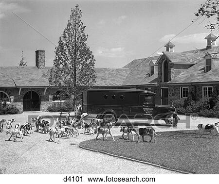 1930S Van Truck Being Loaded With Hound Dogs At An Upscale Kennel Preparing For Fox Hunt Kirkwood Kennels Berwyn Pa View Large Photo Image Stock Image - 1930S Van Truck Being Loaded With Hound Dogs At An Upscale Kennel Preparing For Fox Hunt Kirkwood Kennels Berwyn Pa. Fotosearch