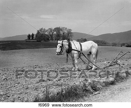 1930S White Horse In Field Harnessed To Hand Plow View Large Photo Image Stock Photo - 1930S White Horse In Field Harnessed To Hand Plow . Fotosearch