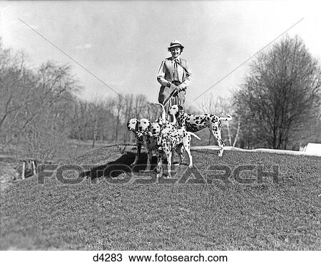 1930S Woman Walking Four Leashed Dogs Dalmation Spots Country Scene Fashion Tatoo Kennels Hatboro Pa View Large Photo Image Stock Image - 1930S Woman Walking Four Leashed Dogs Dalmation Spots Country Scene Fashion Tatoo Kennels Hatboro Pa . Fotosearch
