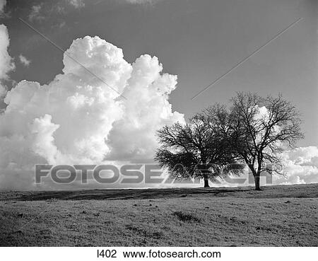 Stock Image - 1940 1940S Landscape Two Bare Oak Trees On Horizon With White Puffy Clouds Sky Horizontal Dramatic Chico California. Fotosearch