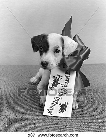 1940 1940S Retro Puppy Gift Cute Bow Tag Merry Christmas View Large Photo Image Stock Photo - 1940 1940S Retro Puppy Gift Cute Bow Tag Merry Christmas. Fotosearch