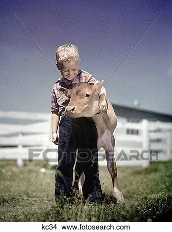 1940S 1950S Little Boy Hugging Calf View Large Photo Image Picture - 1940S 1950S Little Boy Hugging Calf . Fotosearch