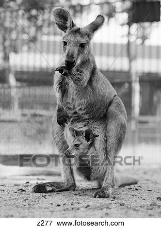 1940S Kangaroo Standing With Joey In Pouch View Large Photo Image Stock Photo - 1940S Kangaroo Standing With Joey In Pouch . Fotosearch