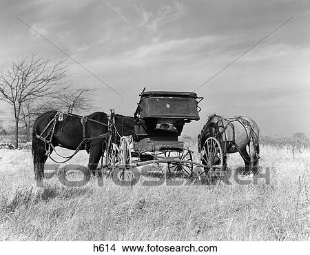 1940S Pair Of Harnessed Horses Next To Old Buggy Grazing In Field View Large Photo Image Picture - 1940S Pair Of Harnessed Horses Next To Old Buggy Grazing In Field . Fotosearch