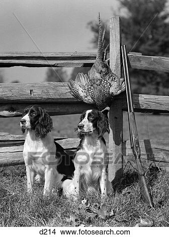Picture - 1940S Pair Of Springer Spaniels Sitting In Front Of Post & Rail Fence Next To Hunting Rifle & Dead Bird . Fotosearch