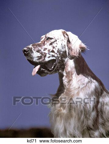 1940S Portrait Profile Hunting Dog Spotted English Setter View Large Photo Image Stock Image - 1940S Portrait Profile Hunting Dog Spotted English Setter . Fotosearch