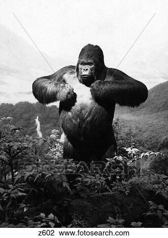 1940S Stuffed Gorilla Gorilla Gorilla Towering Above Jungle Beating Chest In Diorama View Large Photo Image Stock Image - 1940S Stuffed Gorilla Gorilla Gorilla Towering Above Jungle Beating Chest In Diorama. Fotosearch