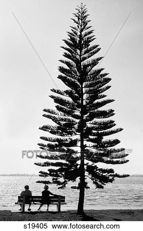 Stock Photography - 1970S Rear View Silhouette Of Elderly Couple Sitting On Bench Under Pine Tree Lakeside . Fotosearch