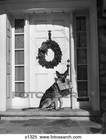 German Shepherd Dog Sitting Front Door Stoop Porch Holding Package Gift Present 1930S View Large Photo Image Stock Photography - German Shepherd Dog Sitting Front Door Stoop Porch Holding Package Gift Present 1930S . Fotosearch