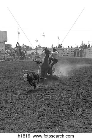 1950 1950S Cowboy Calf Roping Just Jump Off Horse To Tie Calf Rodeo Event Sport View Large Photo Image Stock Photograph - 1950 1950S Cowboy Calf Roping Just Jump Off Horse To Tie Calf Rodeo Event Sport. Fotosearch