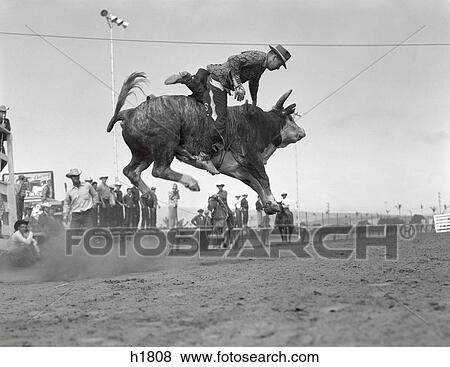 1950 1950S Cowboy Riding Bull Jumping In Air Man Falling Off Rodeo Rider View Large Photo Image Stock Photo - 1950 1950S Cowboy Riding Bull Jumping In Air Man Falling Off Rodeo Rider. Fotosearch