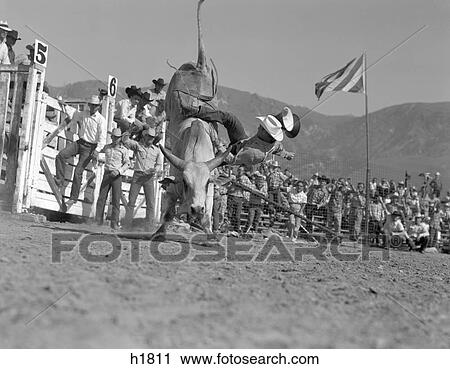 1950 1950S Man Falling Off Bull Rodeo Event Bull Riding Rider Cowboy View Large Photo Image Stock Image - 1950 1950S Man Falling Off Bull Rodeo Event Bull Riding Rider Cowboy. Fotosearch