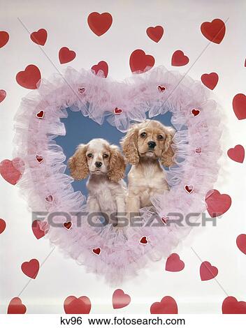 1950S 1960S 2 Cocker Spaniel Puppies Inside Frilly Tacky Kitsch White Net Heart Puppy Dog Romance Love Retro Funny View Large Photo Image Stock Photograph - 1950S 1960S 2 Cocker Spaniel Puppies Inside Frilly Tacky Kitsch White Net Heart Puppy Dog Romance Love Retro Funny. Fotosearch