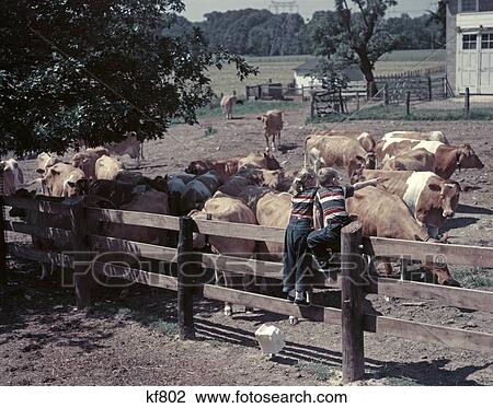 1950S 2 Kids Boy Girl Wearing Blue Jeans Striped Tee Shirts Sit On Fence At Dairy Farm Look At Guernsey Cows View Large Photo Image Stock Image - 1950S 2 Kids Boy Girl Wearing Blue Jeans Striped Tee Shirts Sit On Fence At Dairy Farm Look At Guernsey Cows. Fotosearch