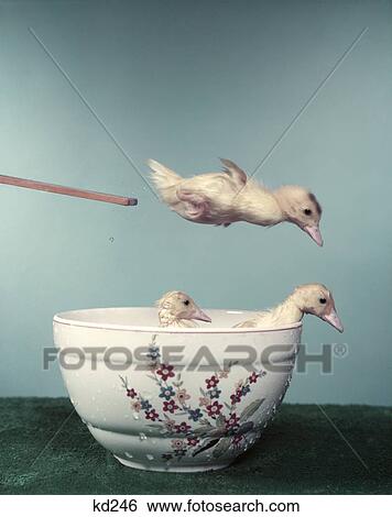 1950S 3 Ducks Using Porcelain Bowl As Swimming Pool 2 Ducks In Water One Doing Dive Off Board Diving Silly Funny Humor View Large Photo Image Stock Photograph - 1950S 3 Ducks Using Porcelain Bowl As Swimming Pool 2 Ducks In Water One Doing Dive Off Board Diving Silly Funny Humor. Fotosearch