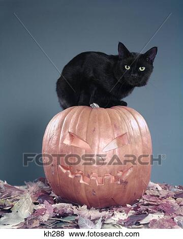 Stock Photo - 1950S Black Cat Sitting On Top Of Jack O Lantern Carved Pumpkin Autumn Leaves Blue Background Bad Luck Unlucky. Fotosearch