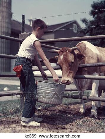 Stock Photo - 1950S Boy Blue Jeans Red Handkerchief In Back Pocket Feeding Guernsey Bull With A Galvanized Zinc Tub Bucket Dairy Farm . Fotosearch