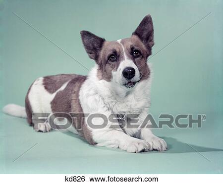 1950S Cardigan Welsh Corgi Dog View Large Photo Image Stock Photograph - 1950S Cardigan Welsh Corgi Dog. Fotosearch