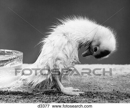 1950S Duckling Standing In An Awkward PositionGrooming Wet Feathers View Large Photo Image Stock Photo - 1950S Duckling Standing In An Awkward PositionGrooming Wet Feathers . Fotosearch