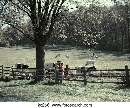 1950S Family 4 By Pasture Fence Autumn Tree Holstein Dairy Cows In Field Grazing Farm Landscape Split Rail Fence View Large Photo Image Stock Photograph - 1950S Family 4 By Pasture Fence Autumn Tree Holstein Dairy Cows In Field Grazing Farm Landscape Split Rail Fence. Fotosearch