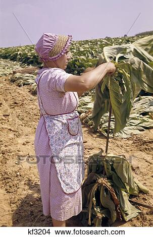 1950S Farm Woman Wearing Pink Sun Bonnet Harvesting Picking Tobacco Lancaster County Pennsylvania View Large Photo Image Picture - 1950S Farm Woman Wearing Pink Sun Bonnet Harvesting Picking Tobacco Lancaster County Pennsylvania . Fotosearch