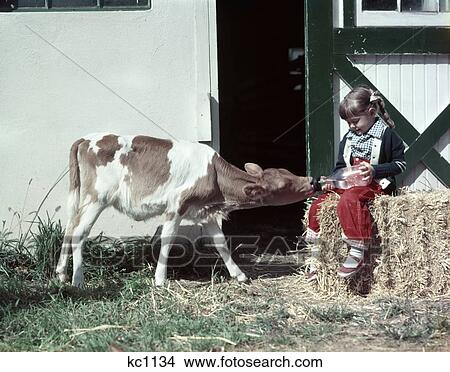 1950S Girl Red Slacks Green Sweater Sit On Hay Bale By Barn Hand Feed Guernsey Calf From Milk Bottle Dairy Farm View Large Photo Image Picture - 1950S Girl Red Slacks Green Sweater Sit On Hay Bale By Barn Hand Feed Guernsey Calf From Milk Bottle Dairy Farm. Fotosearch