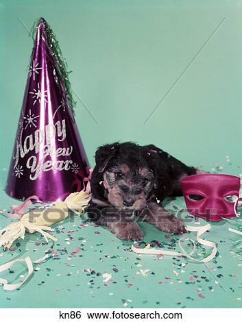 1950S Happy New Year Paper Hat Streamers Confetti Red Mask & 7 Week Old Welsh Terrier Puppy Dog On Blue Green Seamless View Large Photo Image Stock Photograph - 1950S Happy New Year Paper Hat Streamers Confetti Red Mask & 7 Week Old Welsh Terrier Puppy Dog On Blue Green Seamless. Fotosearch