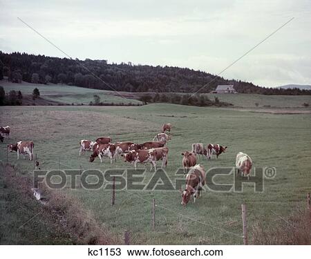 1950S Herd Of Guernsey Dairy Cows In Green Farm Pasture Grazing Electric Fence View Large Photo Image Stock Image - 1950S Herd Of Guernsey Dairy Cows In Green Farm Pasture Grazing Electric Fence. Fotosearch