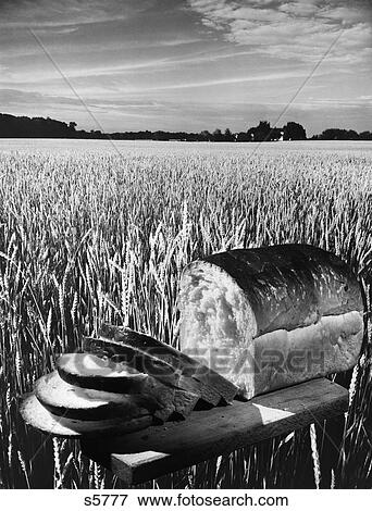 1950S Partially Cut Loaf Of Bread On Cutting Board Superimposed On Field Of Wheat View Large Photo Image Stock Photo - 1950S Partially Cut Loaf Of Bread On Cutting Board Superimposed On Field Of Wheat . Fotosearch