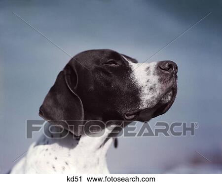 1950S Portrait Of Brown & White Pointer Dog Against Blue Sky Profile Noble Bright Future Best Of Breed View Large Photo Image Stock Image - 1950S Portrait Of Brown & White Pointer Dog Against Blue Sky Profile Noble Bright Future Best Of Breed. Fotosearch
