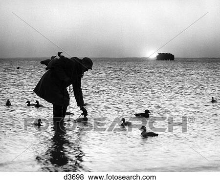 1950S Silhouetted Man In Sunrise Putting Out Duck Decoys View Large Photo Image Stock Photo - 1950S Silhouetted Man In Sunrise Putting Out Duck Decoys . Fotosearch