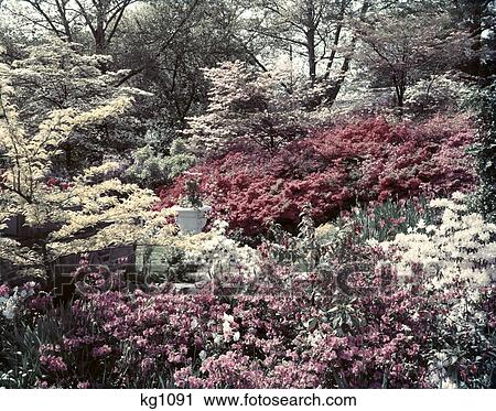 1950S Spring Garden In Full Bloom With Dogwood Azalea Rhodedendron Blossom Pink White View Large Photo Image Stock Image - 1950S Spring Garden In Full Bloom With Dogwood Azalea Rhodedendron Blossom Pink White. Fotosearch
