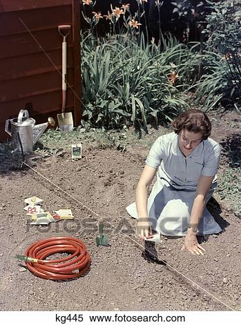 1950S Woman Blue Dress Kneeling In Soil Planting Seeds Garden String Shovel Hose Trowel Watering Can Vegetable Spring View Large Photo Image Stock Photography - 1950S Woman Blue Dress Kneeling In Soil Planting Seeds Garden String Shovel Hose Trowel Watering Can Vegetable Spring . Fotosearch