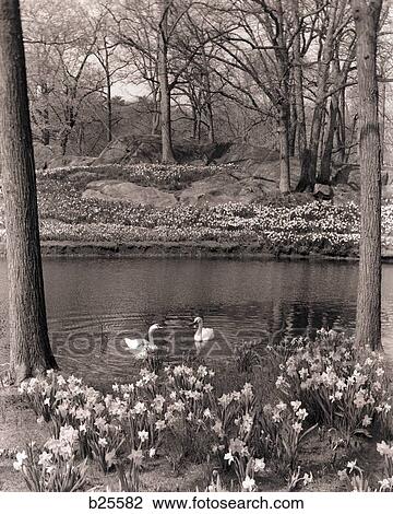 1960 1960S 1970 1970S Spring Landscape Pond Lake Daffodils Swans Swan View Large Photo Image Stock Image - 1960 1960S 1970 1970S Spring Landscape Pond Lake Daffodils Swans Swan . Fotosearch