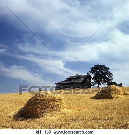 1960S 1970S Deserted Farm House In Hill Top In Old Grain Field Eastern Oregon View Large Photo Image Stock Photo - 1960S 1970S Deserted Farm House In Hill Top In Old Grain Field Eastern Oregon . Fotosearch