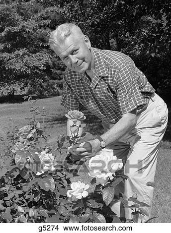 1960S Elderly Man Leaning Down To Trim Rose Off Of Bush View Large Photo Image Picture - 1960S Elderly Man Leaning Down To Trim Rose Off Of Bush . Fotosearch