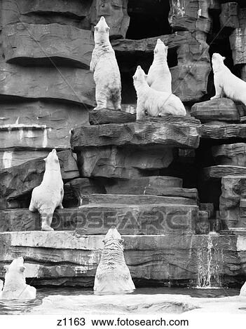 1960S Group Of Polar Bears Standing On Various Tiers Of Rocks With Backs To Camera Looking Upward  View Large Photo Image Stock Image - 1960S Group Of Polar Bears Standing On Various Tiers Of Rocks With Backs To Camera Looking Upward . Fotosearch