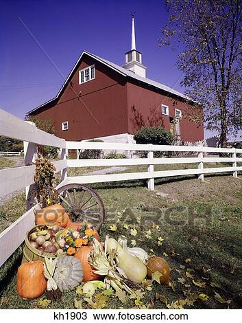 1960S Harvest Autumn Pumpkins Fruits Vegetables Near White Farm Fence Red Barn View Large Photo Image Stock Image - 1960S Harvest Autumn Pumpkins Fruits Vegetables Near White Farm Fence Red Barn . Fotosearch
