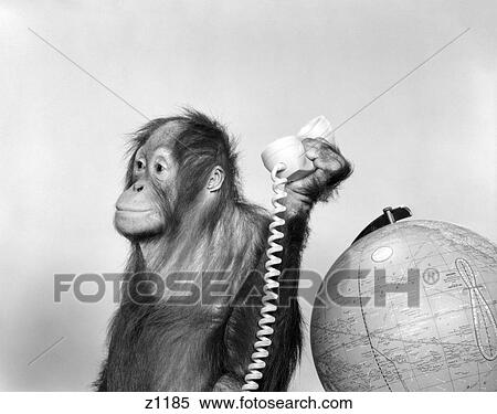 1960S Orangutan Sitting Next To Globe With Telephone Receiver In Hand View Large Photo Image Stock Photography - 1960S Orangutan Sitting Next To Globe With Telephone Receiver In Hand . Fotosearch