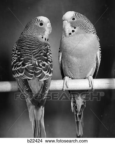 1960S Pair Of Parakeets Perched In Opposite Directions On Wooden Dowel Looking At Each Other View Large Photo Image Picture - 1960S Pair Of Parakeets Perched In Opposite Directions On Wooden Dowel Looking At Each Other . Fotosearch
