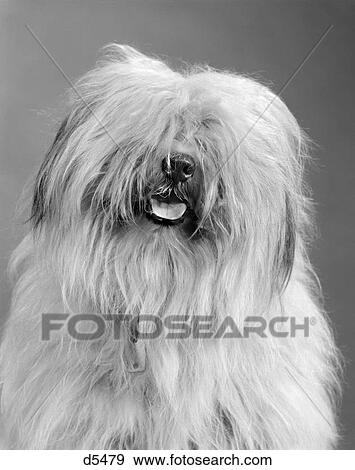 1960S Portrait Of English Sheepdog With Hair Covering Eyes & Tongue Barely Hanging Out View Large Photo Image Stock Photo - 1960S Portrait Of English Sheepdog With Hair Covering Eyes & Tongue Barely Hanging Out . Fotosearch