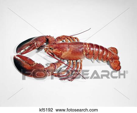 1960S Red Lobster Full Length On White Background View Large Photo Image Stock Image - 1960S Red Lobster Full Length On White Background . Fotosearch