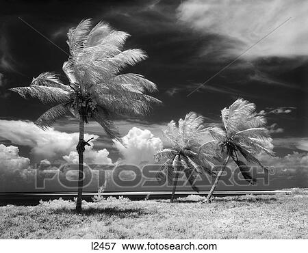 1960S Tropical Scenic Palm Trees Blowing In Storm Florida Keys View Large Photo Image Stock Photo - 1960S Tropical Scenic Palm Trees Blowing In Storm Florida Keys . Fotosearch