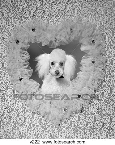 1960S White French Poodle Inside Lace Ruffled Valentine Heart Shaped Frame Love Pet Dog View Large Photo Image Stock Image - 1960S White French Poodle Inside Lace Ruffled Valentine Heart Shaped Frame Love Pet Dog . Fotosearch