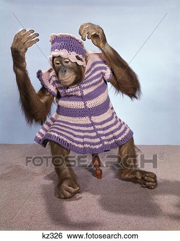 Stock Photograph - 1960S Young Orangutan In Knit Dress And Cap Sitting On Stool In Studio Pongo Pygmaeus . Fotosearch