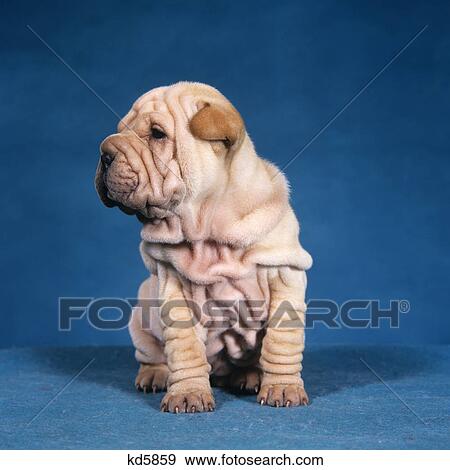 中国語 Shar Pei 子犬 犬 モデル 写真館 イメージ館 Kd5859 Fotosearch